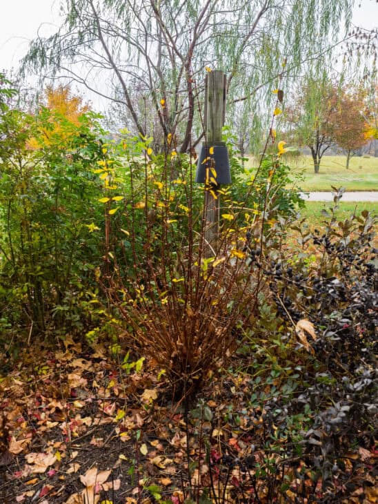 Redstem Dogwood - Red osier dogwood (Cornus sericea)
