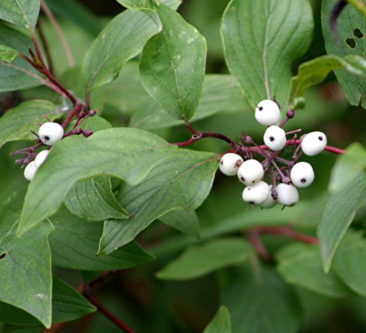 Redstem Dogwood - Red osier dogwood (Cornus sericea)