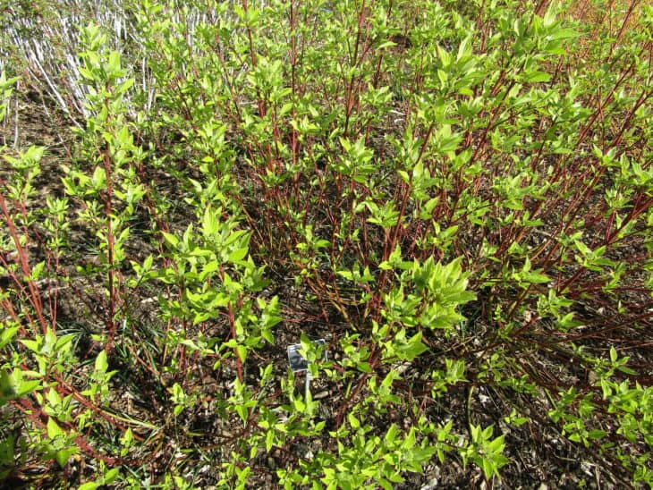 Redstem Dogwood - Red osier dogwood (Cornus sericea)