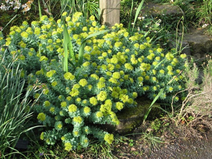 Roseroot (Rhodiola rosea)