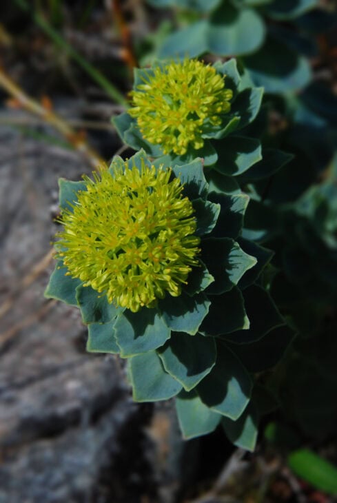 Roseroot (Rhodiola rosea)