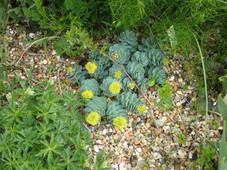 Roseroot (Rhodiola rosea)