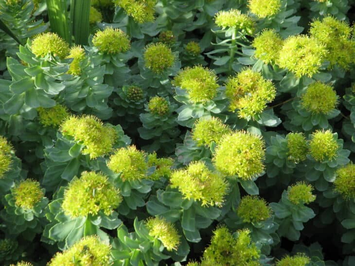 Roseroot (Rhodiola rosea)