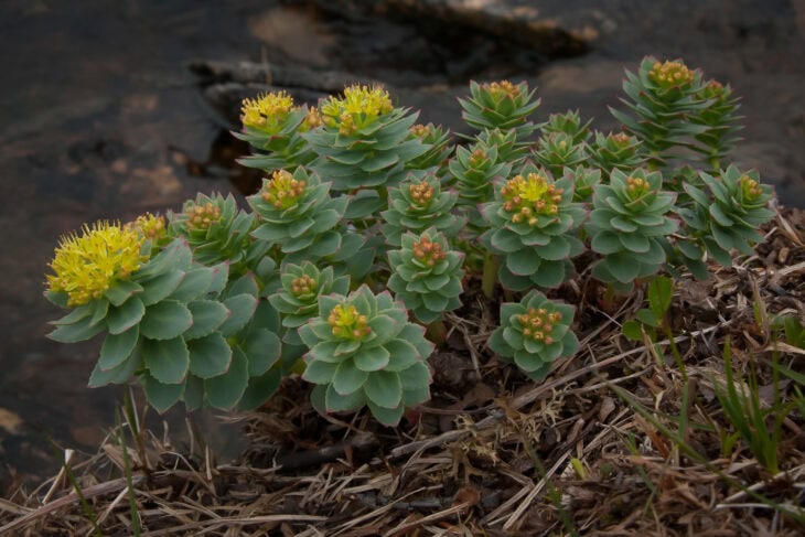 Roseroot (Rhodiola rosea)