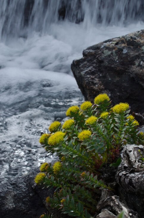 Roseroot (Rhodiola rosea)