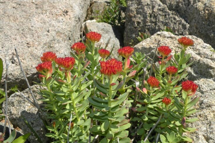 Roseroot (Rhodiola rosea)