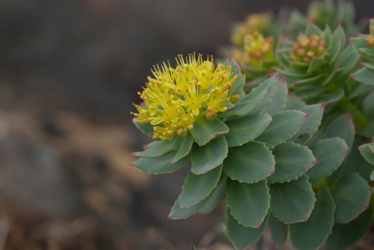 Roseroot (Rhodiola rosea)