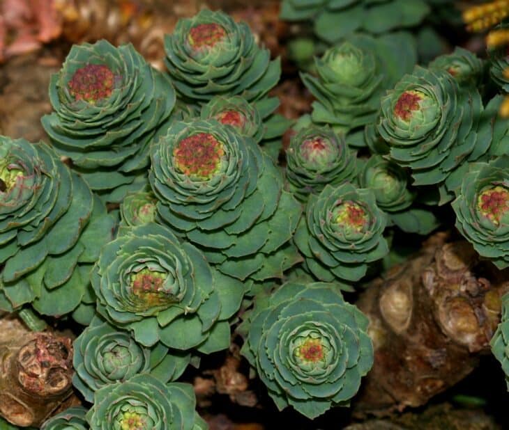 Roseroot (Rhodiola rosea)