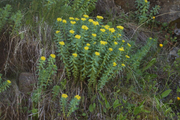 Roseroot (Rhodiola rosea)
