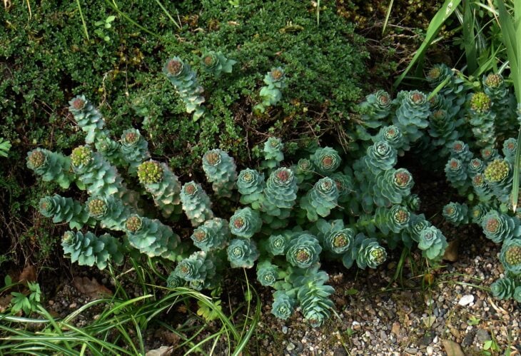 Roseroot (Rhodiola rosea)