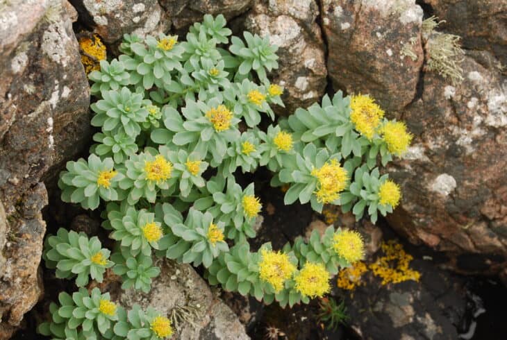 Roseroot (Rhodiola rosea)