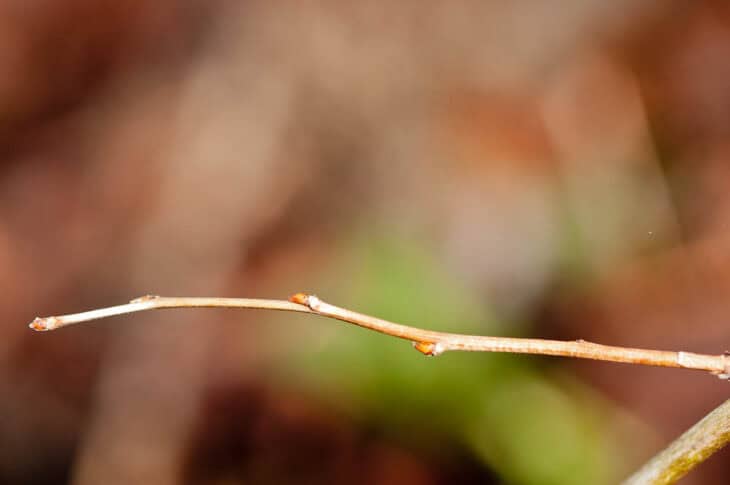 Salmonberry (Rubus spectabilis)