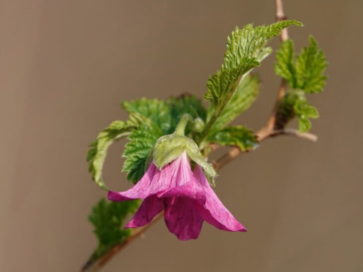 Salmonberry - Rubus spectabilis - 10.jpg