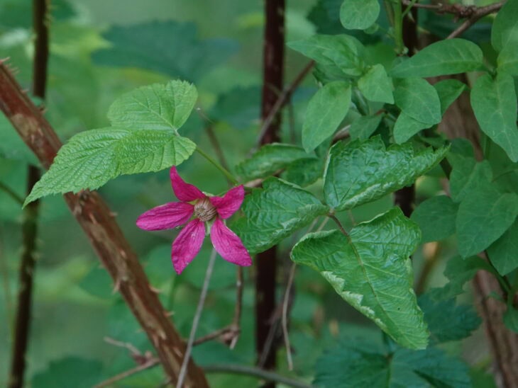 Salmonberry (Rubus spectabilis)