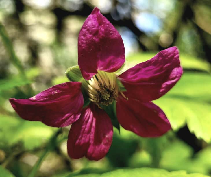 Salmonberry (Rubus spectabilis)
