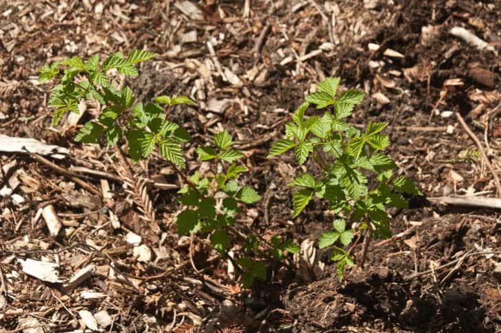 Salmonberry (Rubus spectabilis)