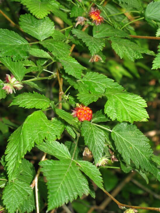 Salmonberry (Rubus spectabilis)