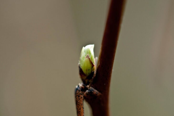 Salmonberry (Rubus spectabilis)