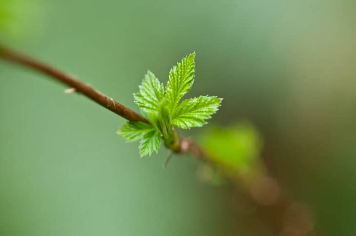 Salmonberry (Rubus spectabilis)