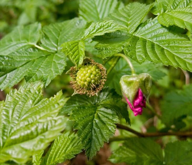 Salmonberry (Rubus spectabilis)