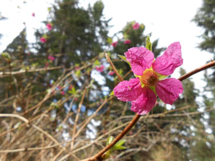 Salmonberry (Rubus spectabilis)