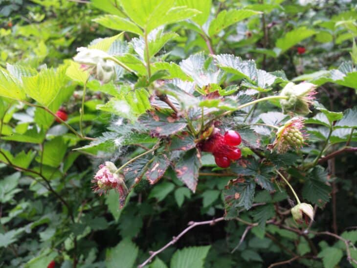 Salmonberry (Rubus spectabilis)