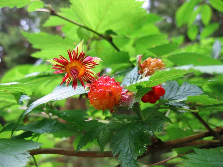 Salmonberry (Rubus spectabilis)