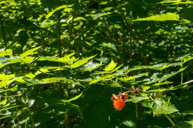 Salmonberry (Rubus spectabilis)