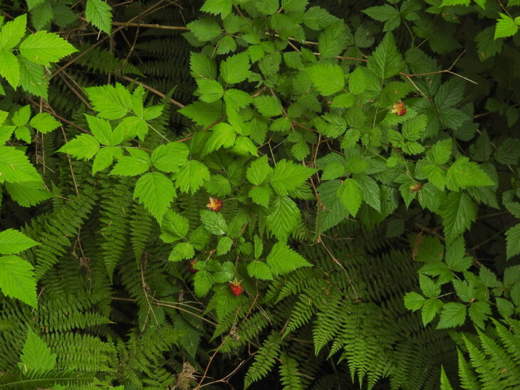 Salmonberry (Rubus spectabilis)