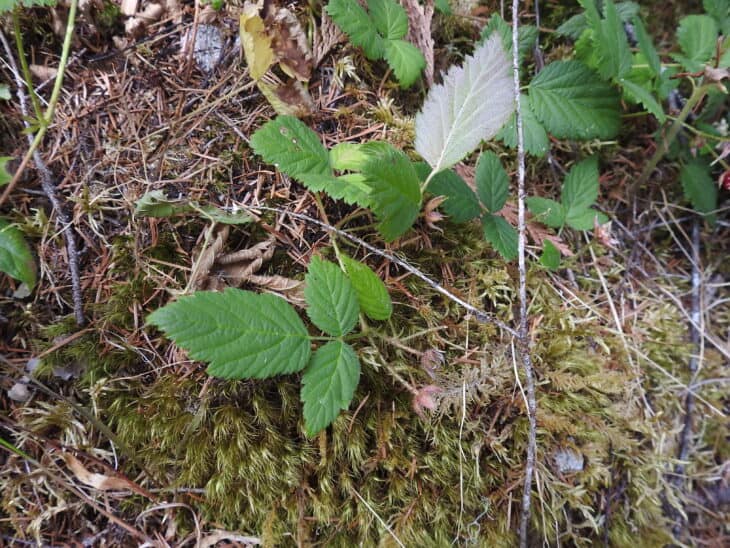Salmonberry - Rubus spectabilis - 9.jpg