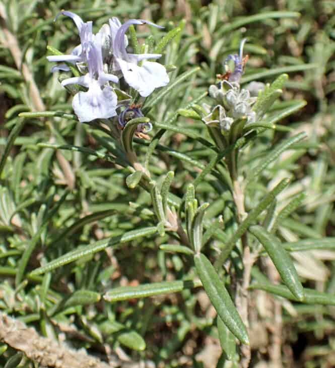 Salvia spp