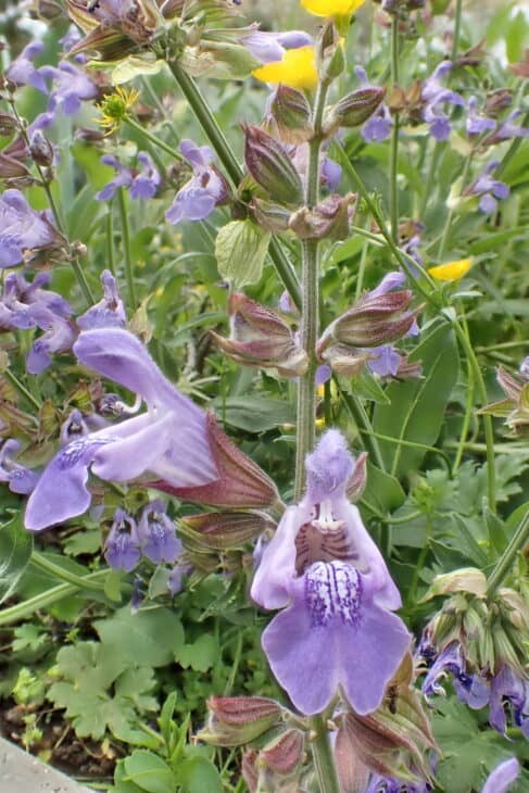 Salvia spp