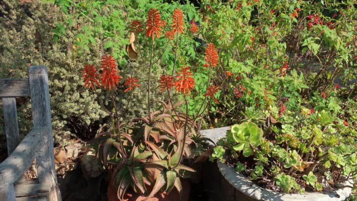 Salvia spp
