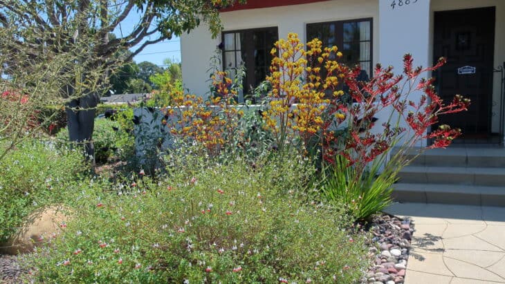 Salvia spp