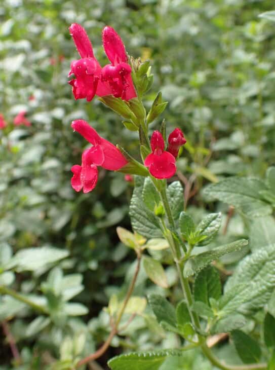 Salvia spp