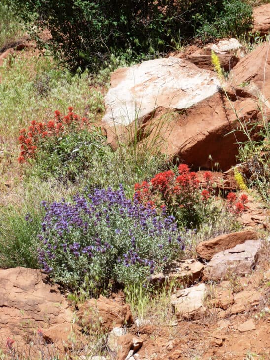 Salvia spp