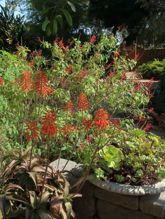 Salvia spp