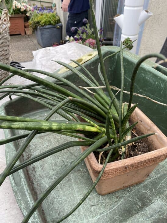 Sansevieria cylindrica