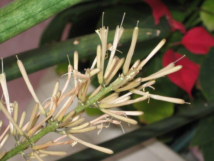 Sansevieria cylindrica