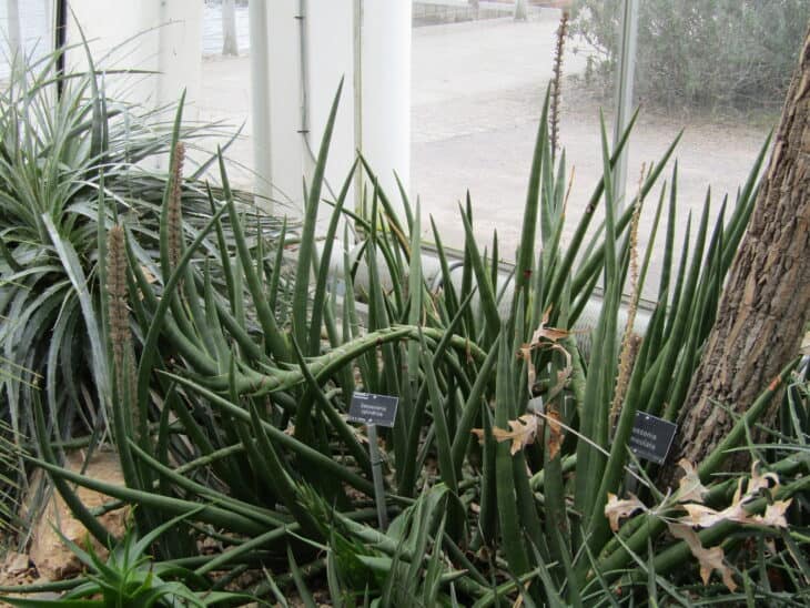 Sansevieria cylindrica