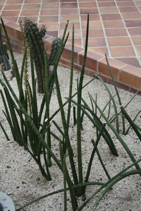 Sansevieria cylindrica