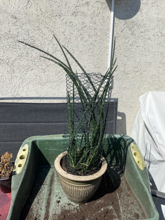 Sansevieria cylindrica