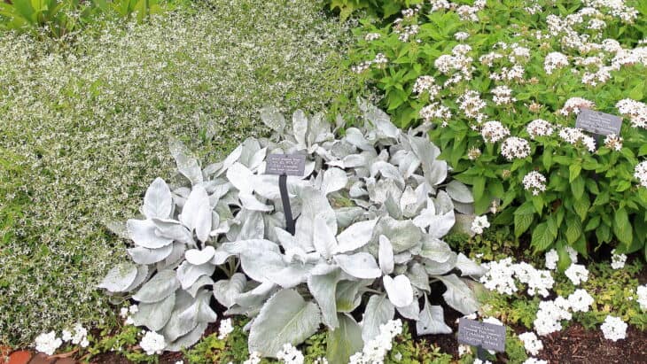 Senecio candicans
