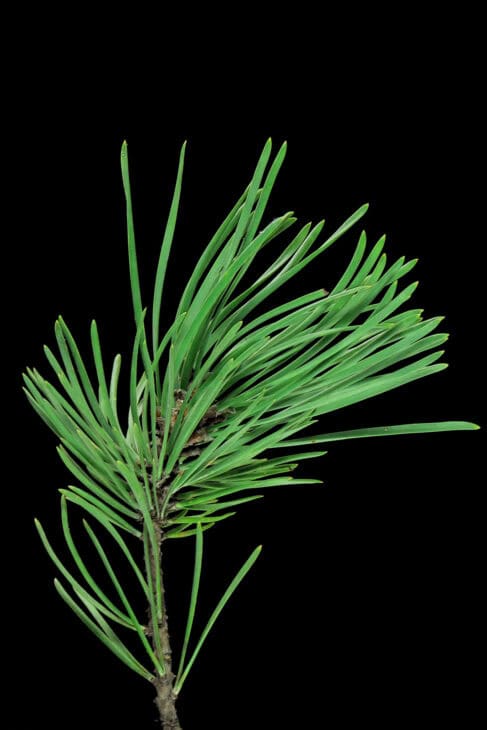 Shore pine Pinus contorta