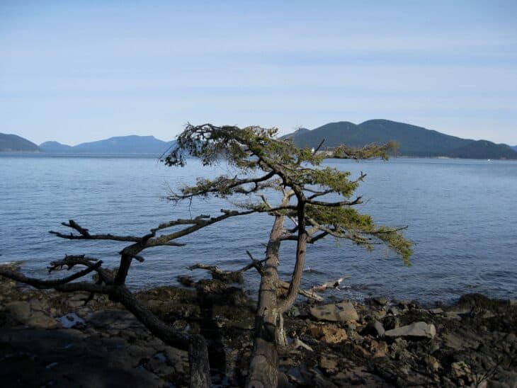 Shore pine Pinus contorta