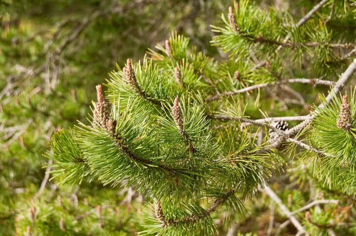 Shore pine Pinus contorta