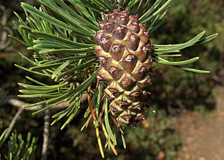 Shore pine Pinus contorta