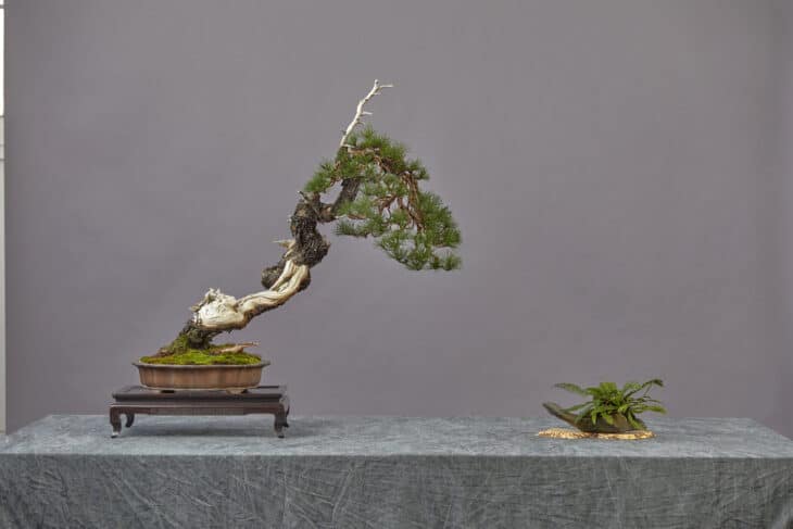 Shore pine Pinus contorta