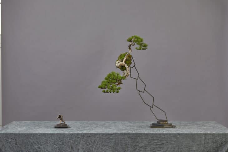 Shore pine Pinus contorta