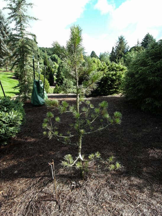 Shore pine Pinus contorta
